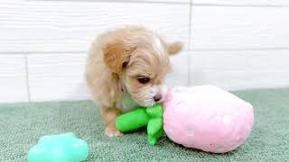 ハーフ犬の動画01