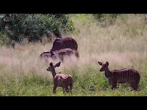 Djuma: Kudus - 12:45 - 03/30/20