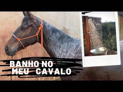 , title : 'BANHO NO MEU CAVALO!!!  #cavalos #quartodemilha #horse #banho'