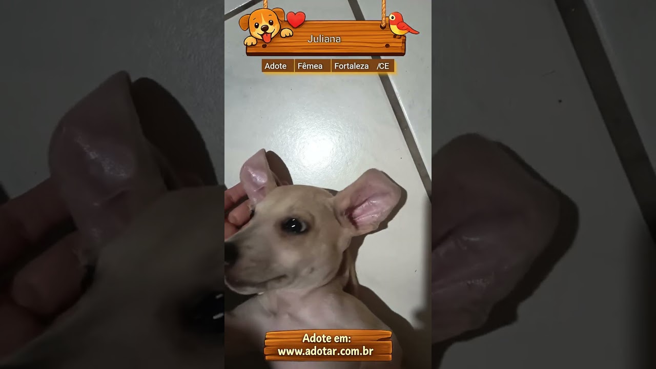 Cachorro raça SRD-ViraLata idade 2 a 6 meses nome Juliana