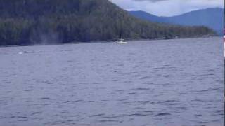 preview picture of video 'Whale watching and Salmon & Halibut Charter Fishing, near  Naha Bay, Ketchikan, Alaska.MP4'