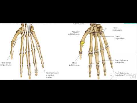 Flexor pollicis longus 2