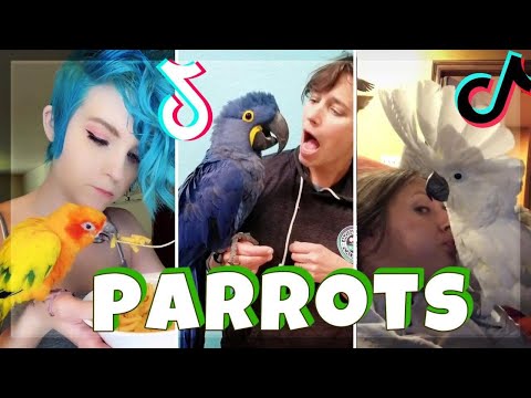 Vidéos drôles de perroquets
