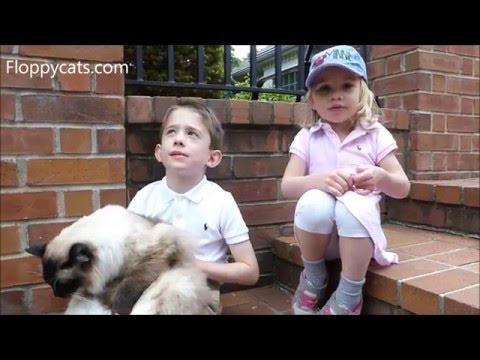 Ragdoll Cats and Kids: Q&A with Kids Marshall and Lucy about Ragdoll Cats - Floppycats