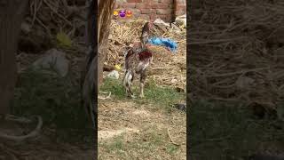 Download lagu https://youtube.com/shorts/HVyEQhMhmaQ?si🦁=LwH37pLtrqMnqHFg😡☠ mp3