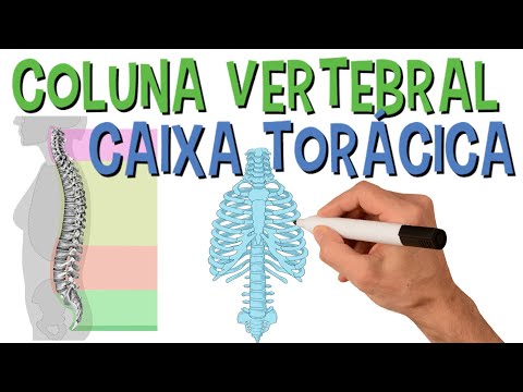 ✅ OSSOS DA COLUNA VERTEBRAL E CAIXA TORÁCICA