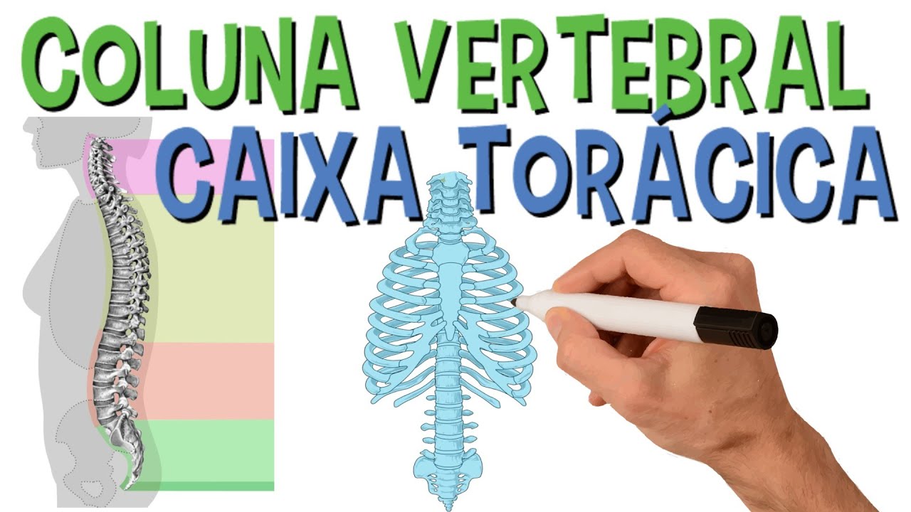 ✅ OSSOS DA COLUNA VERTEBRAL E CAIXA TORÁCICA