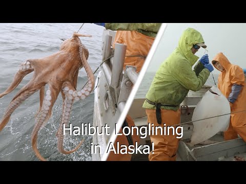 First Set of the Year! - Setting and Hauling Halibut Longline - Alaska Longlining Season 2022