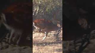 Precioso lance a gamo en monteria, con Pilar Montero.