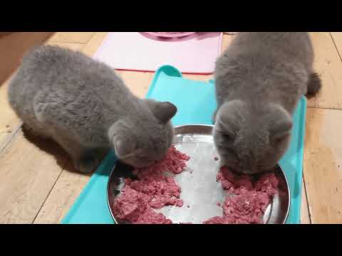 British shorthair Cat FEEDING (Vlog 10th December 2020)