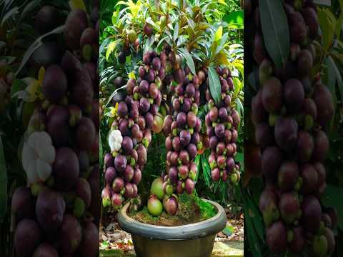 A new method of growing mangosteen to grow faster and produce more fruit
