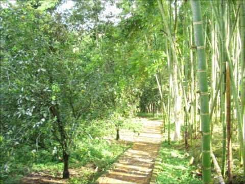 DOÑA ROSARIO, Jose A. Morales y Gentil Montaña.