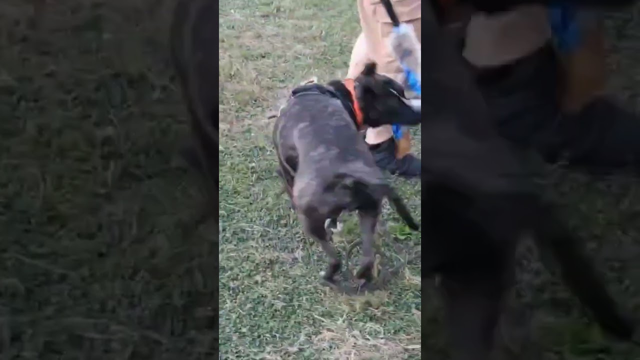 Enlarge Dodger, a Adoptable mixed breed in Central Bridge, NY video 4/6