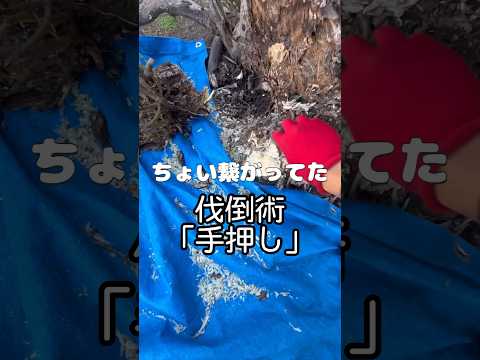 キョウチクトウを鉢や地植えで越冬するにはどうすればよいですか？寒さから守るのはいつですか？  庭園