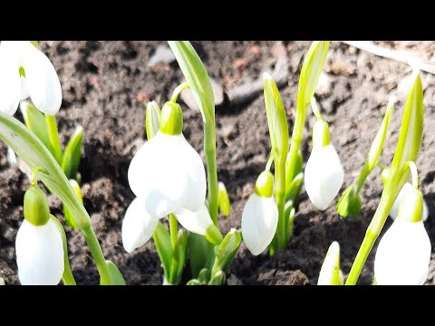 Весенние цветы. Подснежники и крокусы.