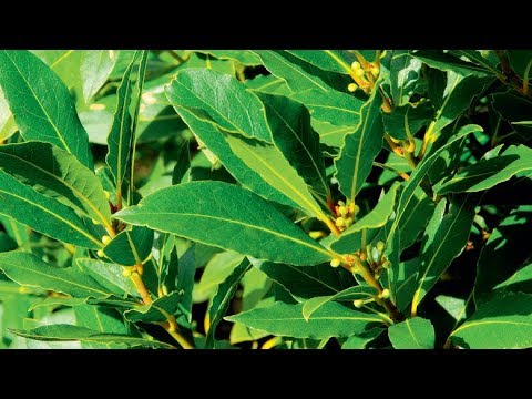 Como fazer mudas de louro