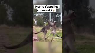 Hey tu t'appelles comment ?🦘💪🏼 #Shorts #HeyTuTappellesComment #NtmJo #EddieCuDi