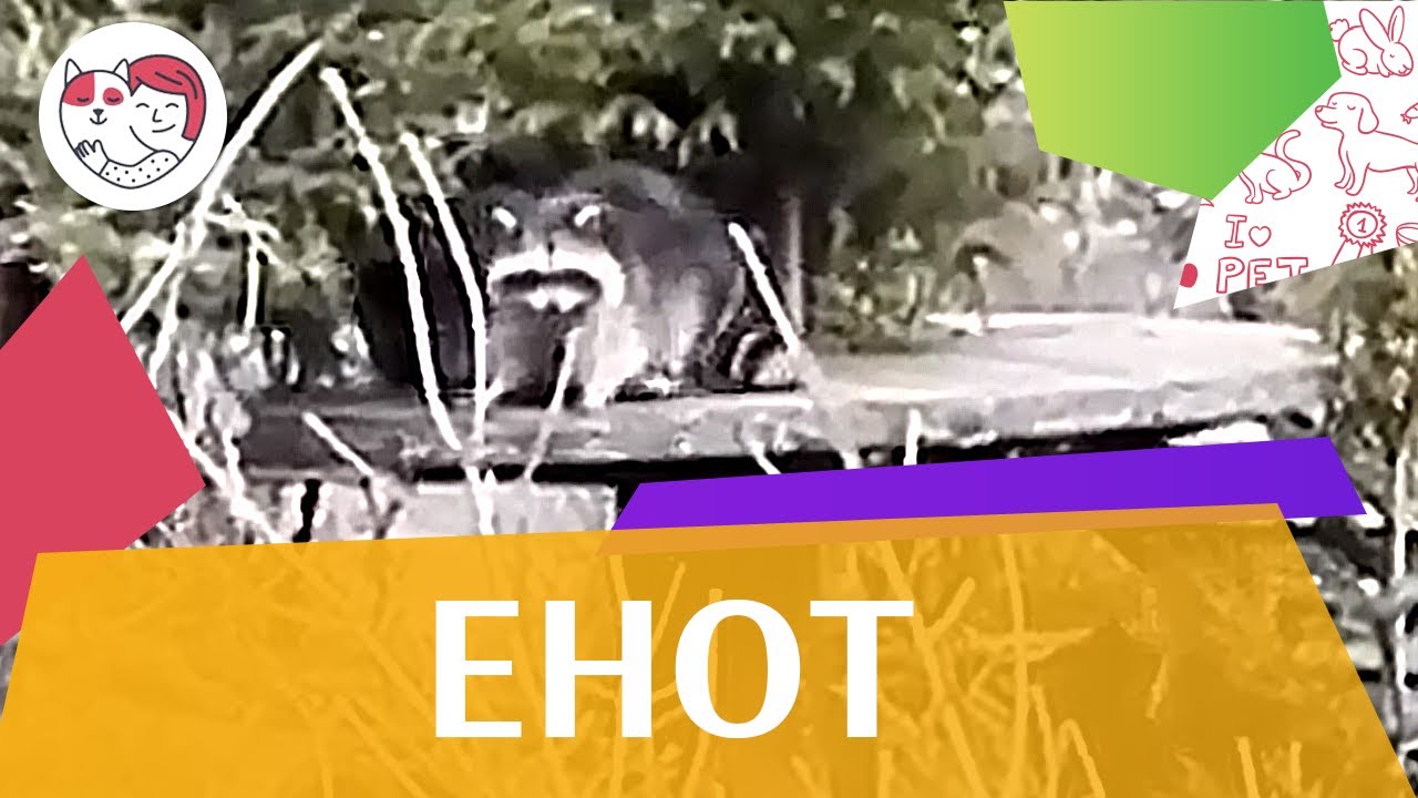Енот Характер на ilikepet