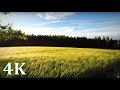 Field With Wind Swallows Windchimes Happy Summer Moments 4K NO LOOP