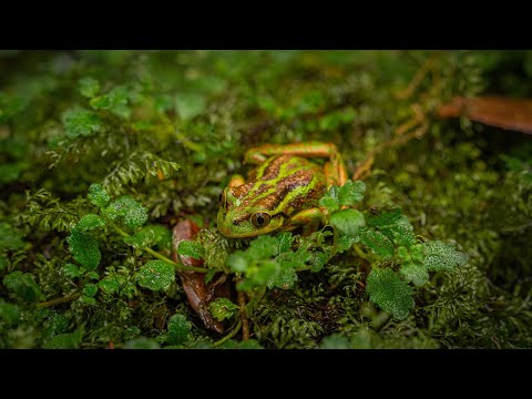 Chilean Patagonia’s Amphibians: A Year of Exploration 🐸
