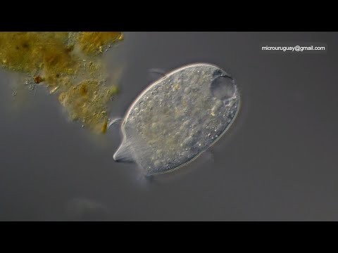 Un cazador llamado Didinium en el lago de las canteras del Parque Rodó Montevideo Uruguay
