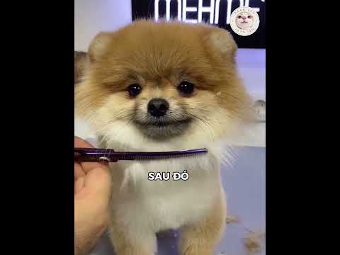 Chú Chó Này Đã Được Lột Xác Cực Đáng Yêu