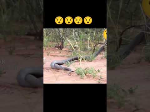Snakes fighting live #shorts