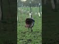 SLOW Motion Archery Grocery Shopping Shorts Slowmotion Turkey Archery
