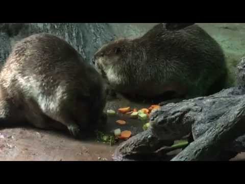 HUNGRY BEAVERS
