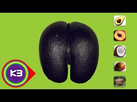 download lagu mp3 mp4 Smallest Seed In The World Wiki, download lagu Smallest Seed In The World Wiki gratis, unduh video klip Smallest Seed In The World Wiki