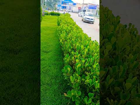 lindo lugar # santa maria da vitoria Bahia