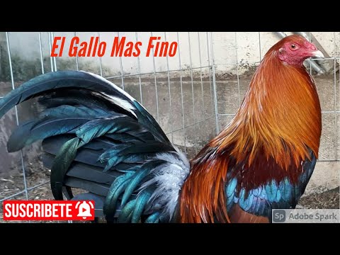 Semental  ¡ Lacy Roundhead !