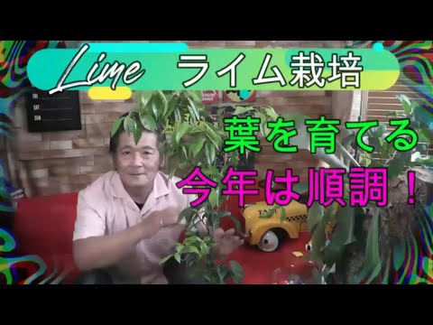 園芸 ライムクワット