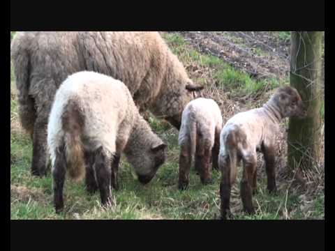 Ich wäre so gerne ein Schaf