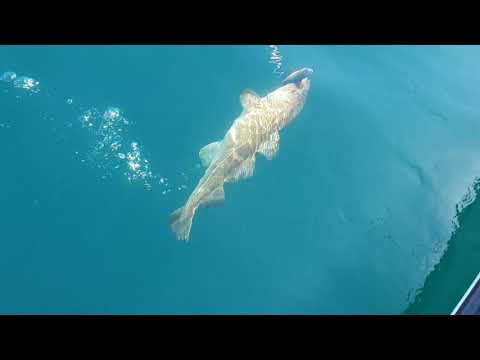 Saltstraumen juni 2018