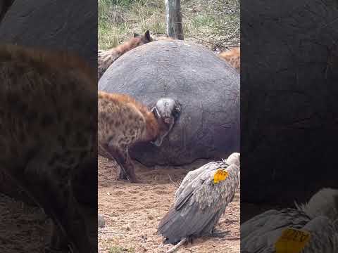 Spotted Hyena Feeding on Hippopotamus Carcass @serondella_safarilodge
