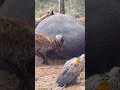 Spotted Hyena Feeding On Hippopotamus Carcass Serondella Safarilodge