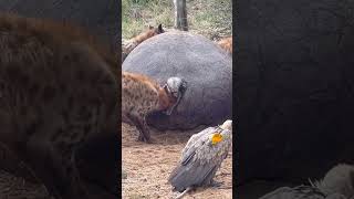 Download lagu Spotted Hyena Feeding on Hippopotamus Carcass @serondella_safarilodge mp3
