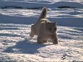 Вивальди. Времена года. Зима..wmv 