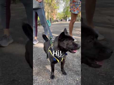 Harley, an adopted Jindo Mix in Long Island City, NY_image-1