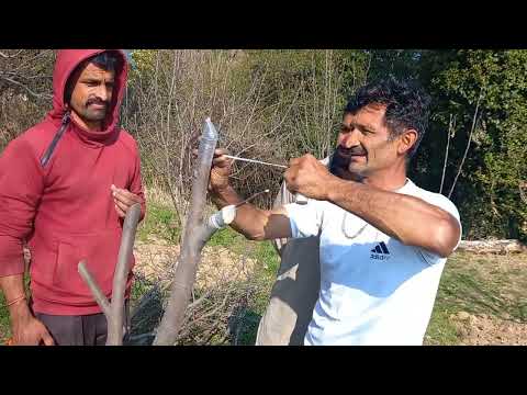 Grafting apple Tree | Ramesh chandel (Majholi)