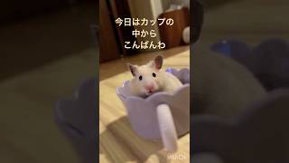 カップの中から失礼します🐹#kawaii #ハムスター #japan #かわいい #キンクマ #癒し #可愛い #pets #ペット #animals #follow #fun #コーヒー