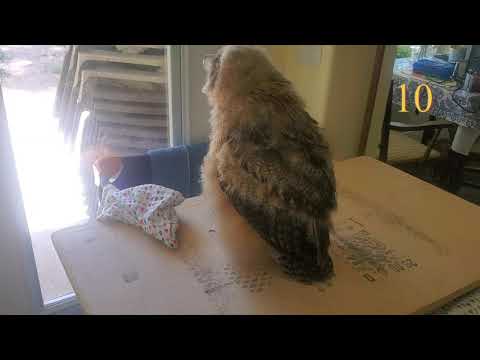 how many mice can a 6 week old baby eagle owl eat