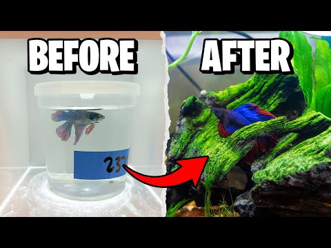 Betta Fish Tank Setup for Beginners 