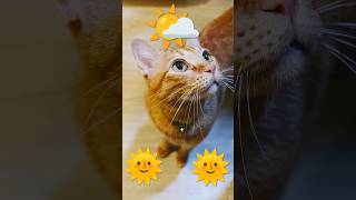 2026/9/1_185  貪吃SV #橘ひなの #橘貓 #橘猫 #貓咪日常 #cat #cute  #可愛い猫