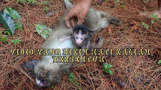 Download lagu menemukan anak monyet di hutan mp3 Download lagu menemukan anak monyet di hutan mp3