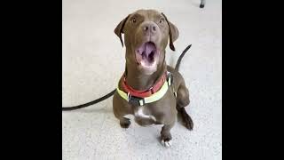 Video preview image #1 Labrador Retriever-Unknown Mix Puppy For Sale in Wheaton, IL, USA