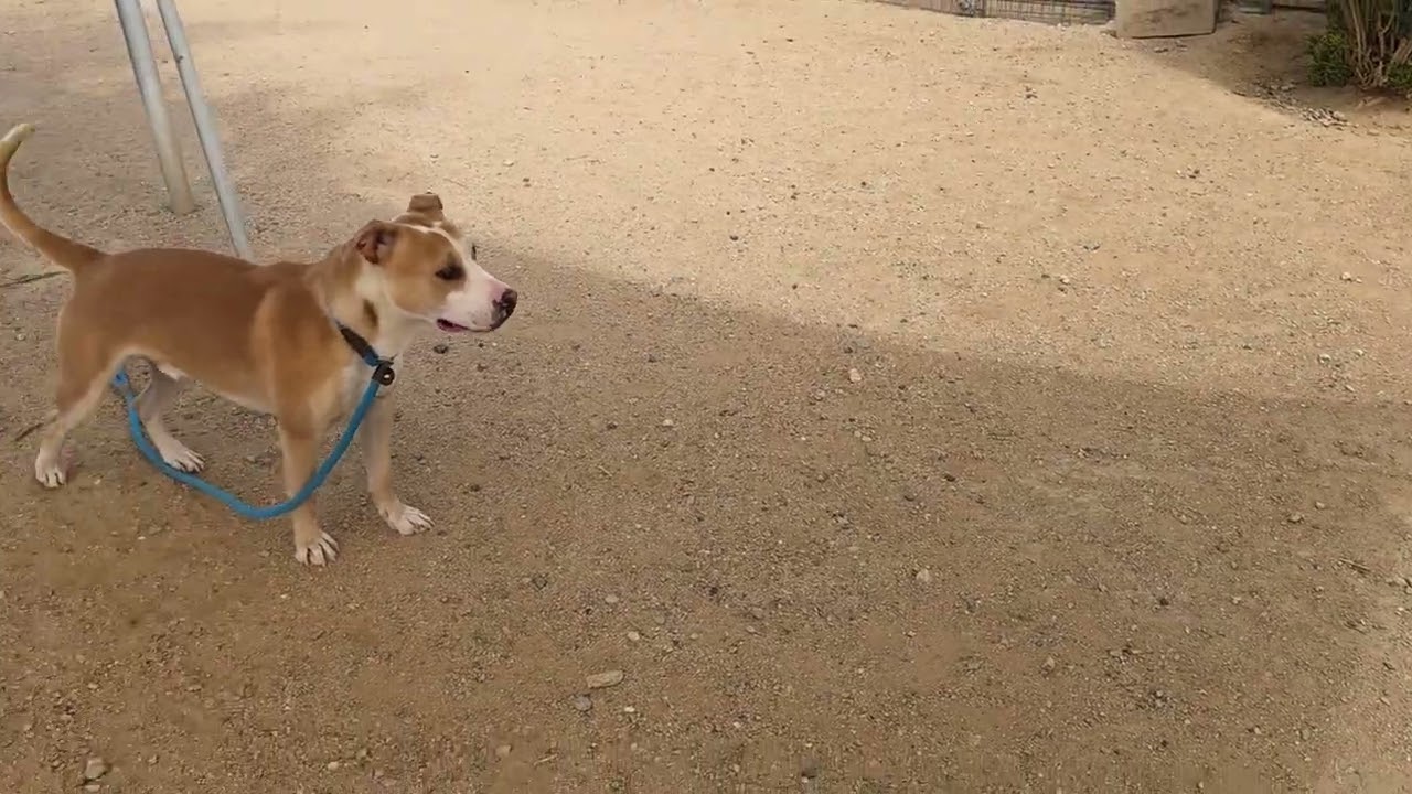 Enlarge Brady, a Adoptable mixed breed in California City, CA video 6/6