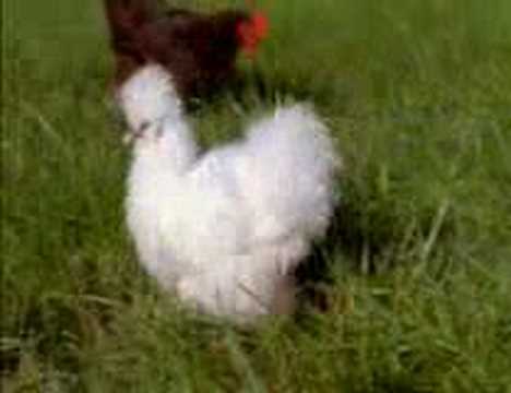 The Natural History of the Chicken part 5/6