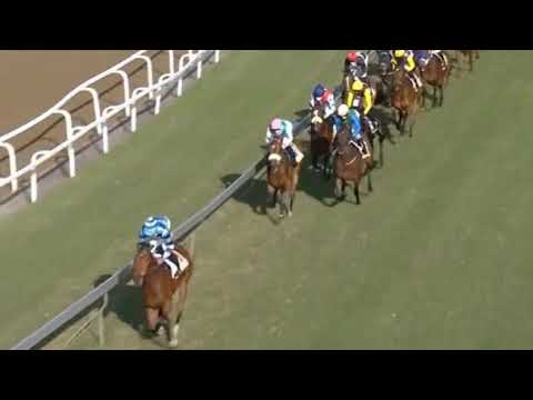 SUMMER PUDDING - 2020 EQUUS Horse Of The Year